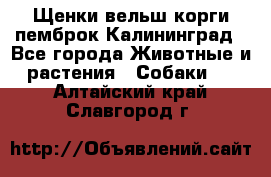 Щенки вельш корги пемброк Калининград - Все города Животные и растения » Собаки   . Алтайский край,Славгород г.